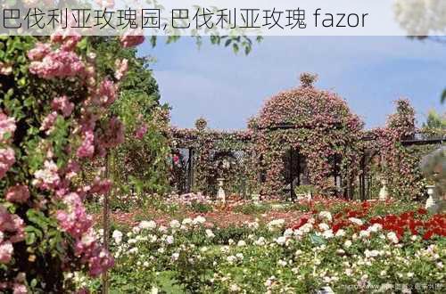 巴伐利亚玫瑰园,巴伐利亚玫瑰 fazor