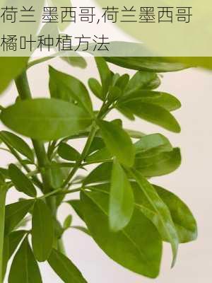 荷兰 墨西哥,荷兰墨西哥橘叶种植方法