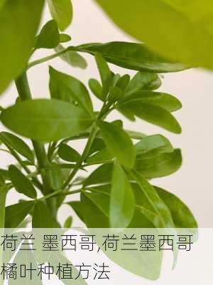 荷兰 墨西哥,荷兰墨西哥橘叶种植方法